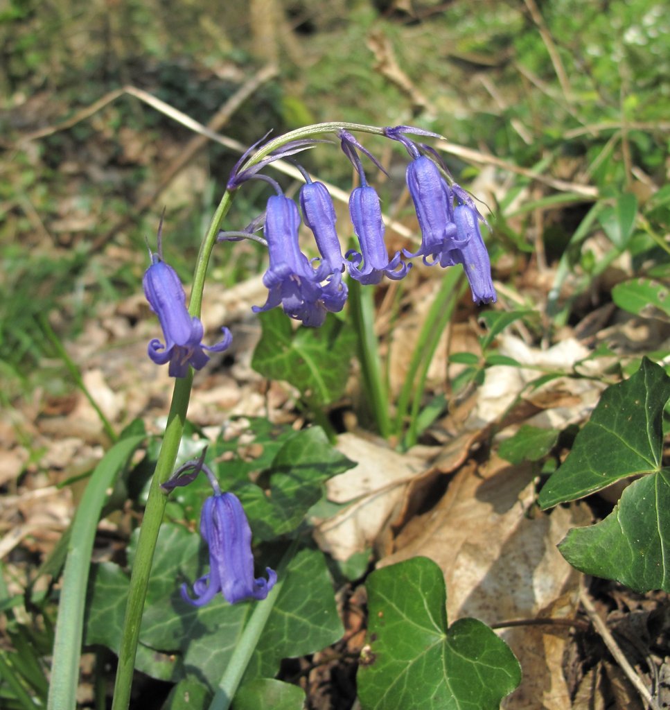 Hyacinthoides non-scripta